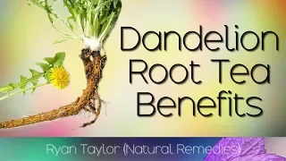 Dandelion Root Tea: Benefits & Uses