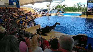 Orca Show Loro Parc Tenerife 2018