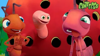 Grand Thief Apple | 🐛 Antiks 🐜 | Funny Cartoons for Kids | Moonbug