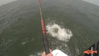 Goliath Grouper Inhales Whole Mackerel On Surface