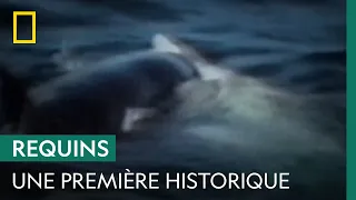 La première attaque filmée d'une orque sur un grand requin blanc en 1997