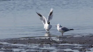 夏羽に換羽完了直前のズグロカモメ