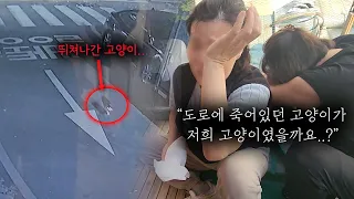 고양이가 차에 치여 죽었다는 말을 들은 가족들.. (고양이탐정)