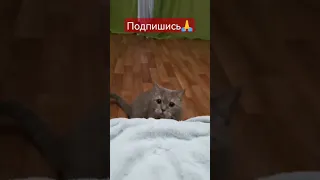 Внимание!За вами следят🤯👍❤️🙏 #котик #котики #кот #милыйкотик #cat #cats #shorts