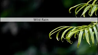 Rain and storm sounds - Wild Rain sound effects library