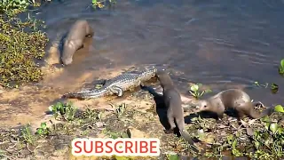 12 Facts about Otter || Sea Otter New Trending Facts || Otter hidden facts top 12 || Dr.Vivek