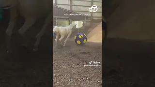 Energetic horse gets excited to play with ball