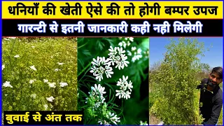 धनिया की खेती की संपूर्ण जानकारी || Dhaniya kheti kaise kare || Dhaniya Ki Kheti | Coriander Farming