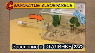 Переселение муравьев в формикарий СТАЛИНКА 2.0 // Camponotus albosparsus