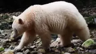 Great Bear Rainforest – extended version