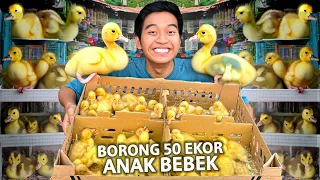 BORONG 50 EKOR BEBEK BARU MENETAS BUAT PELIHARA DI RUMAH!