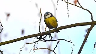 Nervous Blue Tit