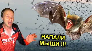 ✅Летучие Мыши АТАКУЮТ !!! Залезли в пещеру добывать мумиё