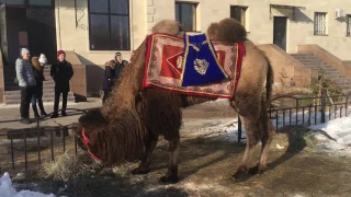 Верблюд в центре города в одном из дворов города Павлодар.