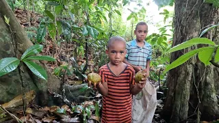 Collecting Tahitian Chestnut (Ivi) with Kuku and the boys & Cooked and served by Aunty Lo🌰🇫🇯