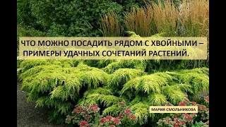 Что можно посадить рядом с хвойными - примеры удачных сочетаний растений.