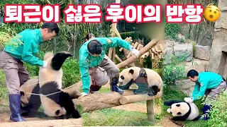 🐼: 퇴근아 싸우자! #퇴근전쟁 | #후이바오 #루이바오 #강바오 #오바오