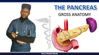Gross anatomy of the pancreas