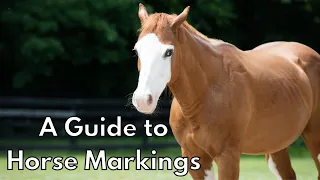 A Guide to Horse Markings
