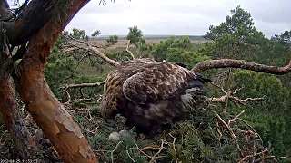 Гнездо беркута. Первенец (Эстония) - Golden eagle nest. Firstborn (Estonia)