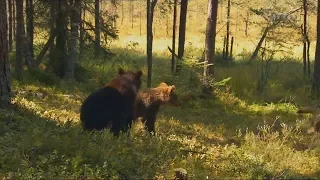 Baby Bears Alone in the Forest