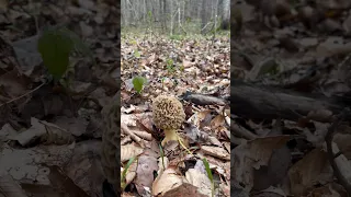 Man I love finding these morels!