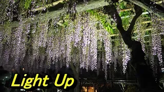 Tokyo Japan 亀戸天神藤まつり Kameidotenjin Wisteria Festival 花の名所Flower's sights 東京・亀戸 Kameido,Tokyo