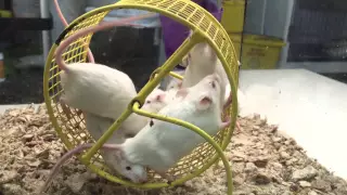 Mice Wheel- this is the way we go round & round