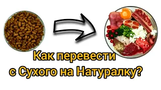 Как перевести кошку на натуральное видотипичное питание? На питание сырым мясом.