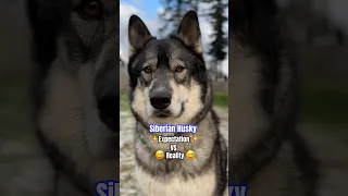 Siberian Husky Expectation Vs Reality 😅 #shorts #funnydog #siberianhusky #dogs #funnyshorts #dogs