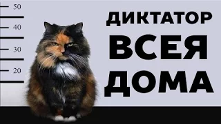 Самая смешная подборка про котов!!! Приколы с котами 2017 ТОП видео(Cats LIVE)