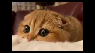 OMG So Cute Cats ♥ Best Funny Cat Videos 2021 #2