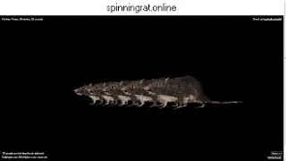 spinning rat