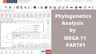 Phylogenetic Analysis by using MEGA 11 Part 1