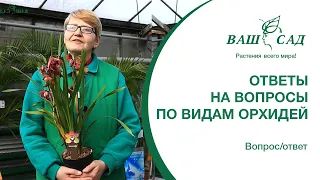 Отвечаем на вопросы: Цимбидиум, Дендробиум, Дендробиум фаленопсис Ваш сад