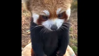 Grape 🍇 #shorts #redpanda #cute