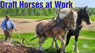 Plowing With Draft Horses and a Walking Plow/Horse Drawn Manure Spreader/Update on Prince
