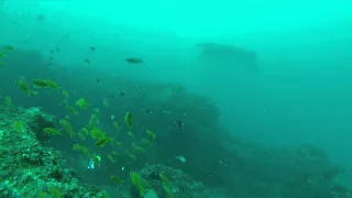 Giant Manta Diving At Tofo Mozambique