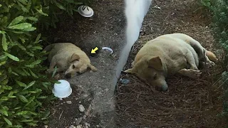 The Owners Moved to a New Home and the Dog was Left to Live in the Dirt On the Street