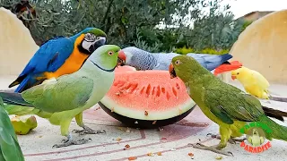 Parrots Love Watermelon