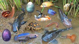 Colorful surprise eggs lobster snake cichlid betta fish turtle butterfly fish armadillo