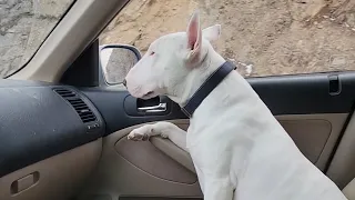 Bull Terrier Enjoys Scenic Drive