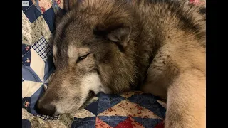 Wolf Dog Puppy & Husky React To Coyotes Howling on TV  Funny Lesson In Canine Language Interactions