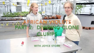 2019 01 28   Part 2   Dividing and Cultivating Your African Violet Clumps