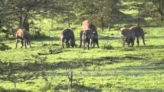 Hyenas Mating