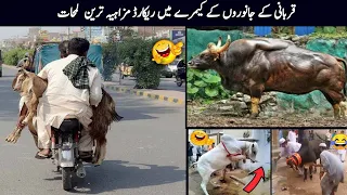 Qurbani Animals Funny Moments Caught On Camera Part 03.