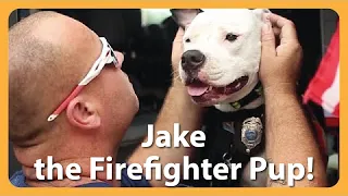 Rescue Dog Jake Becomes A Firefighter Hero