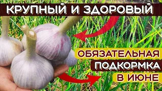 НЕ пропустите! ОБЯЗАТЕЛЬНАЯ подкормка чеснока для КРУПНЫХ головок. ЧЕМ подкормить чеснок в ИЮНЕ.