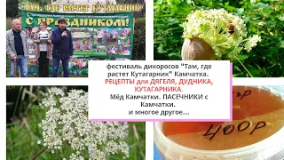 243.Фестиваль ДИКОРОСОВ. Рецепты с Кутагарник, Дудник, Дягель.