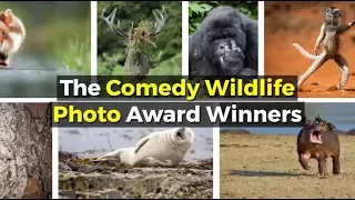 15 Top Photos from the Comedy Wildlife Photography Awards